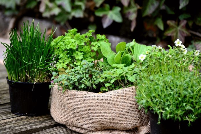 Top 5 des plantes aromatiques à faire pousser chez soi
