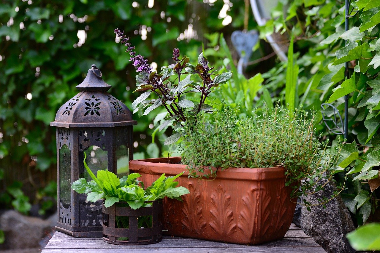 plantes maison-et-exterieur