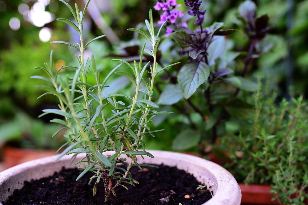 planter herbes chez soi mains-et-exterieur.com