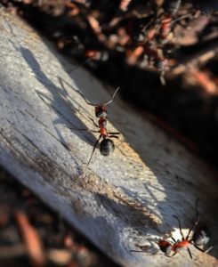 fourmis maison et exterieur
