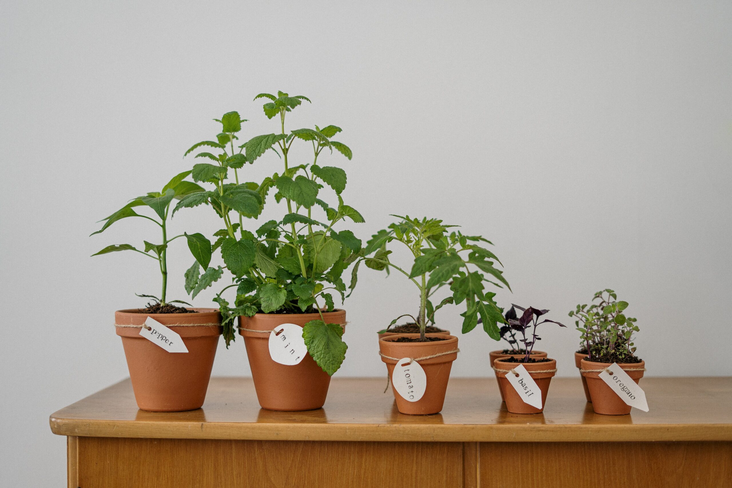 herbes aromatiques