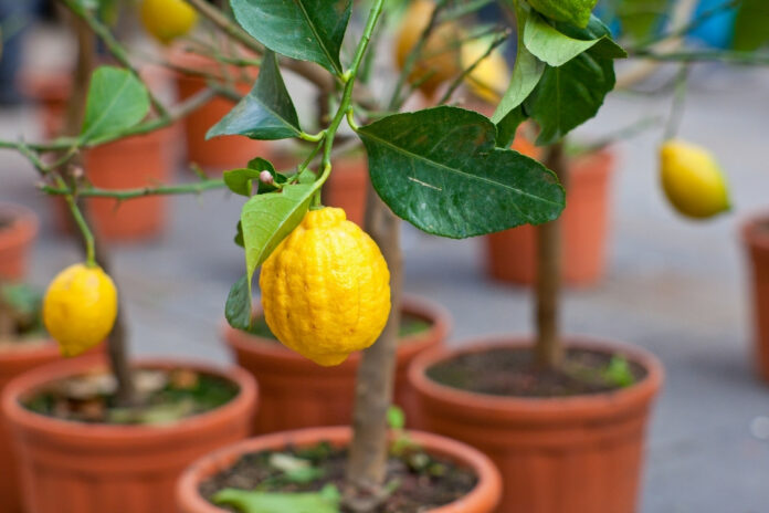 Maison-et-exterieur.com-5 variétés d'arbres fruitiers d'intérieur à cultiver chez soi