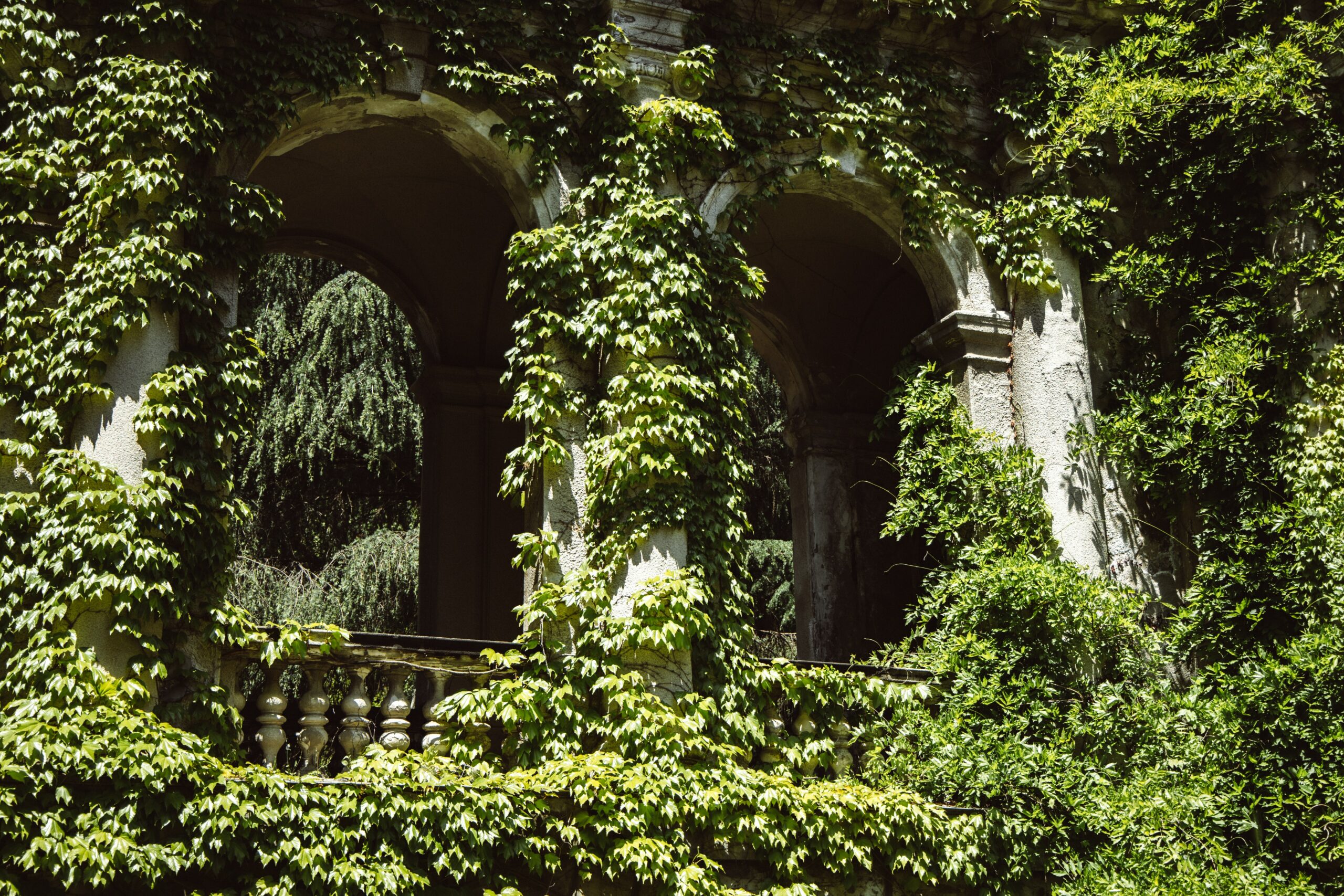 plantes grimpantes