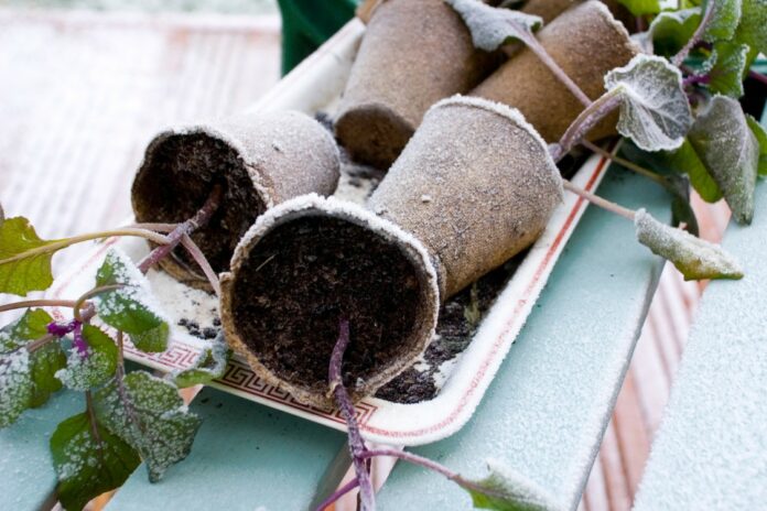 Maison-et-exterieur.com-Comment protéger ses plantes du froid lors des températures extrêmes