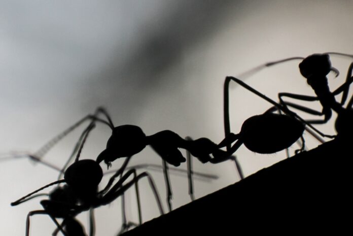 Qu'est-ce qui attire les fourmis chez dans ma maison?