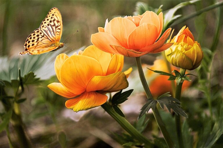 Les plantes d’extérieur à privilégier pour cet été