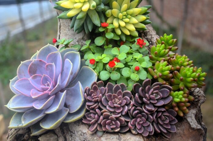 plantes succulentes