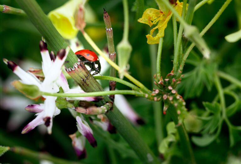 biodiversité