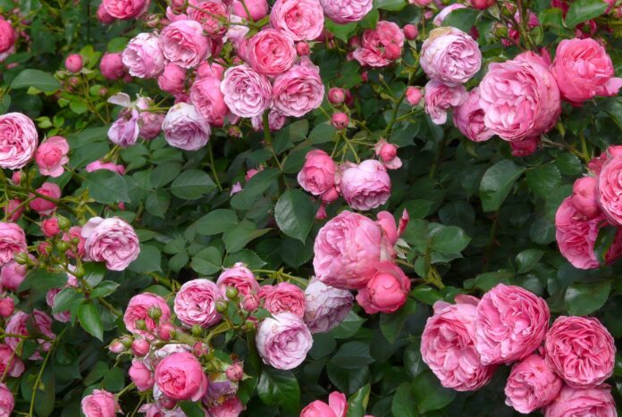 un havre de paix parfumé