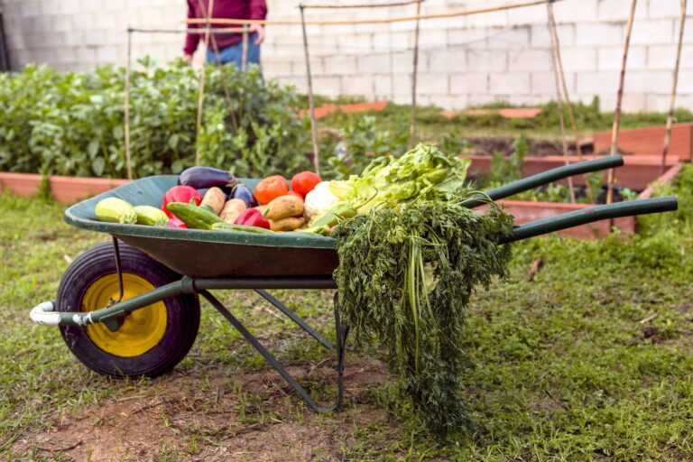potager d'été productif