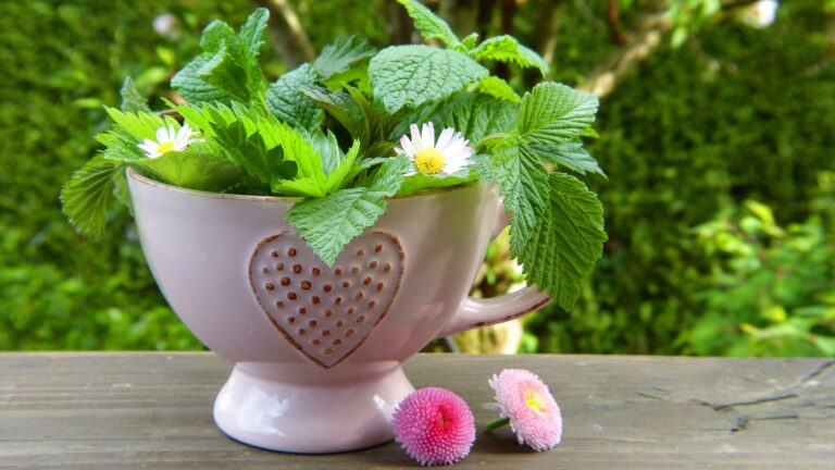 plantes aromatiques