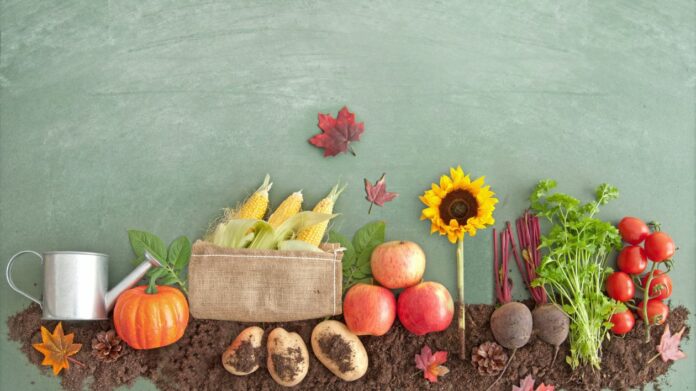 Accueillir l'automne dans son potager