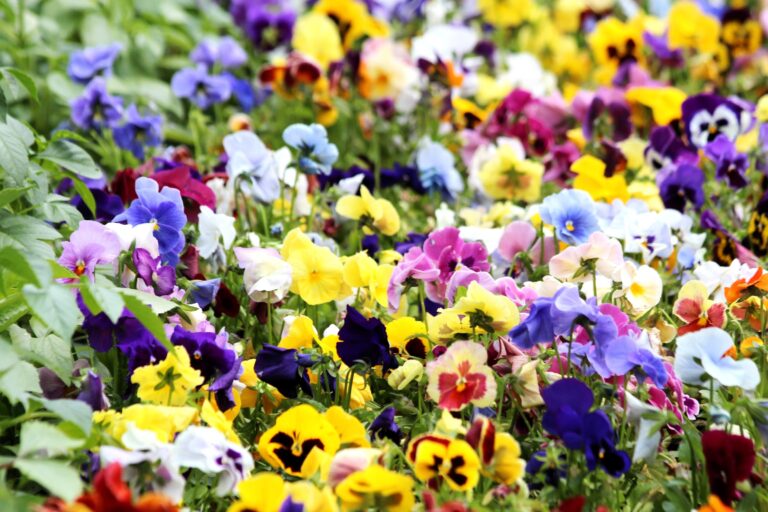 fleurs stars d'octobre