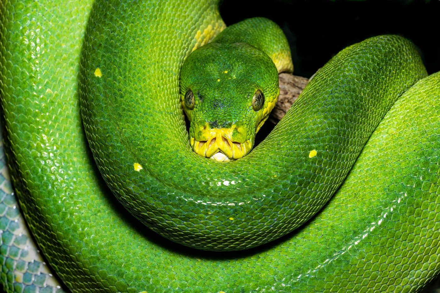 maison-et-exterieur_Comment éloigner les serpents et autres bestioles flippantes de votre jardin_david-clode-cZiq6s8MCfM-unsplash éloigner serpents jardin