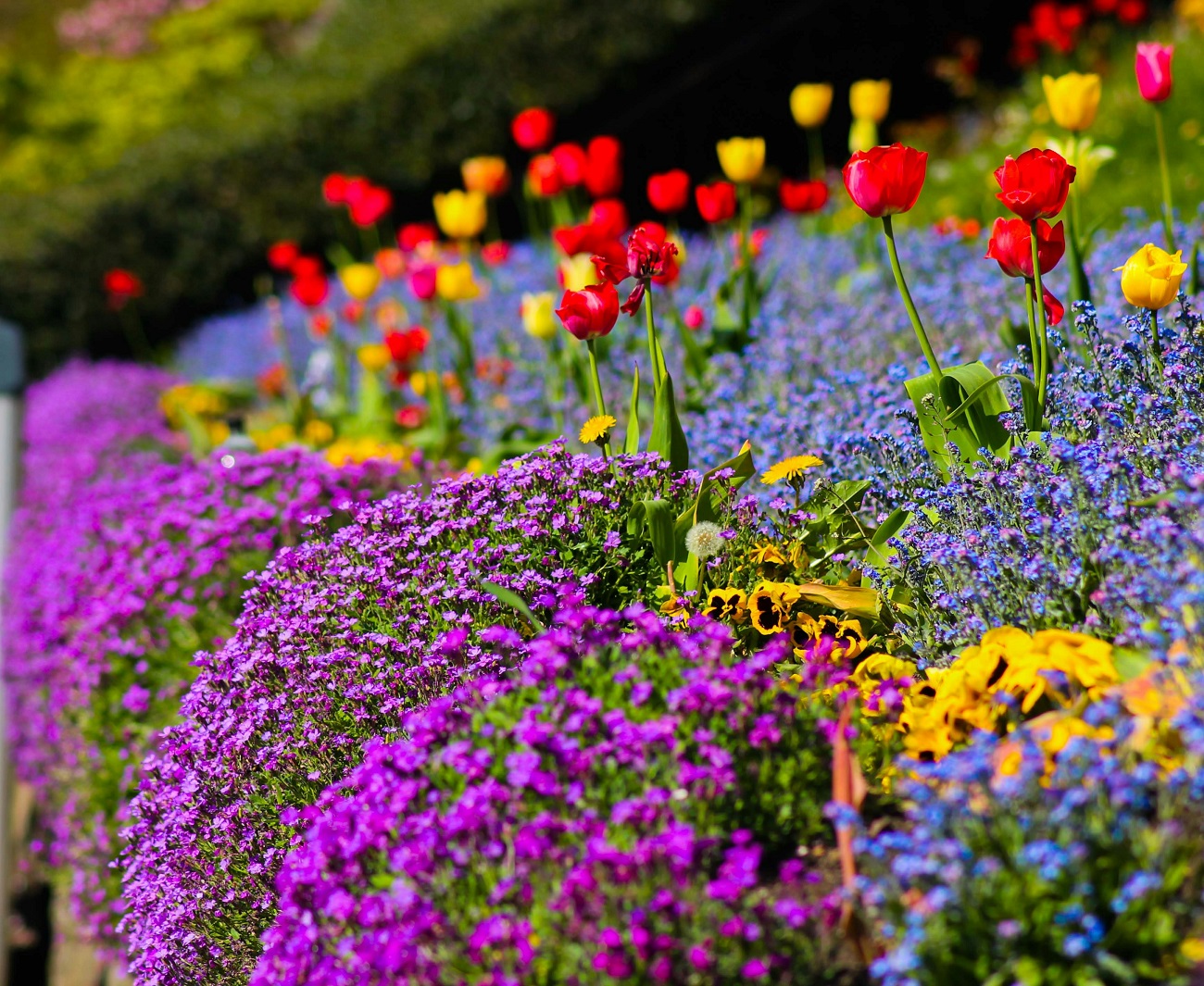 fleurs à planter